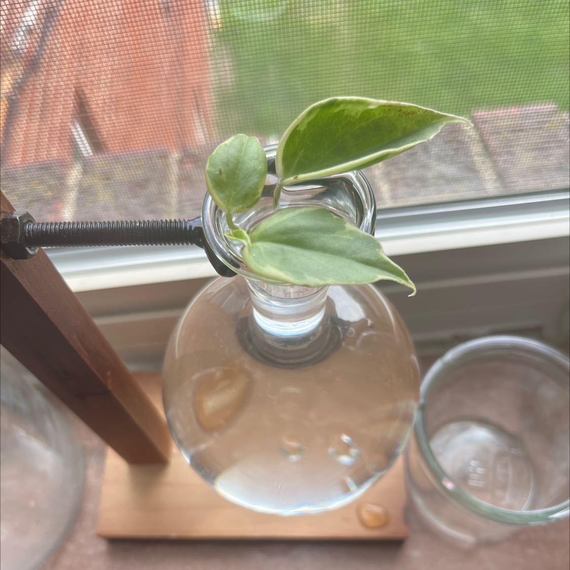 Healthy vining peperomia plant in glass pot on sunny windowsill, with glossy cupped leaves highlighted by natural light.