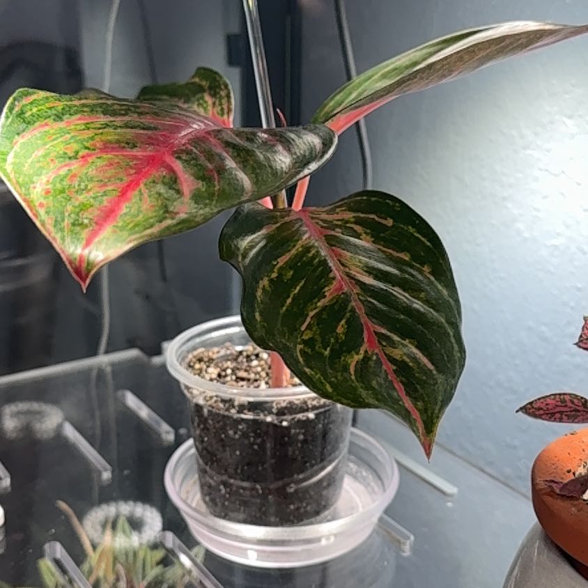 Photo of the plant species Aglaonema 'Red Emerald' by @Himboadvocate named Allan on Greg, the plant care app