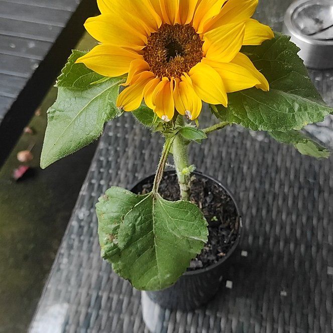 Sunny
