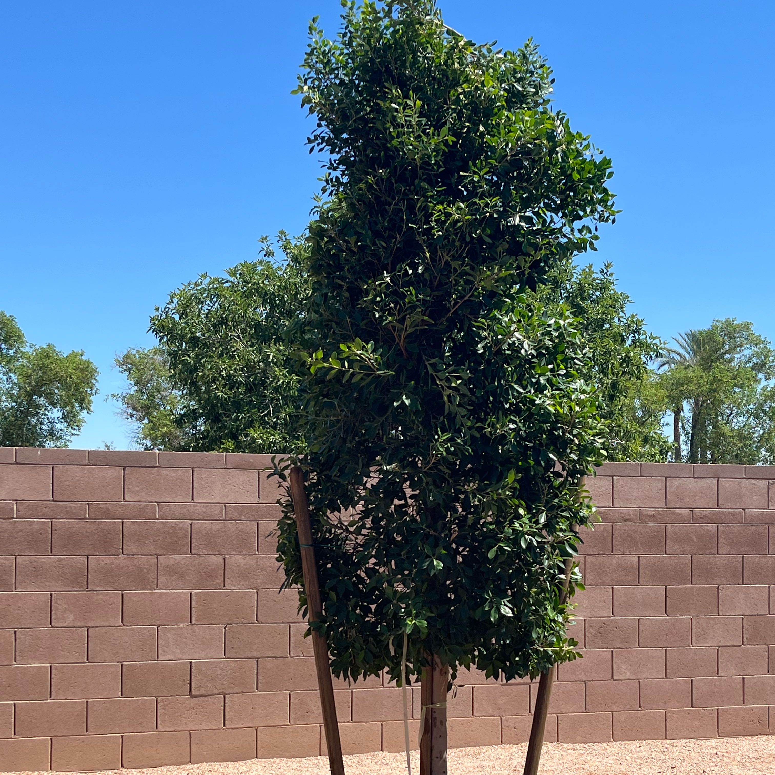 Photo of the plant species Lilly-Pilly by @ExoticPalqui83 named Sanders on Greg, the plant care app