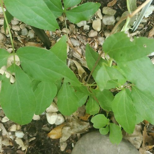 Photo of the plant species Sweet Autumn Virginsbower by @FaithfulRuby named Planty on Greg, the plant care app