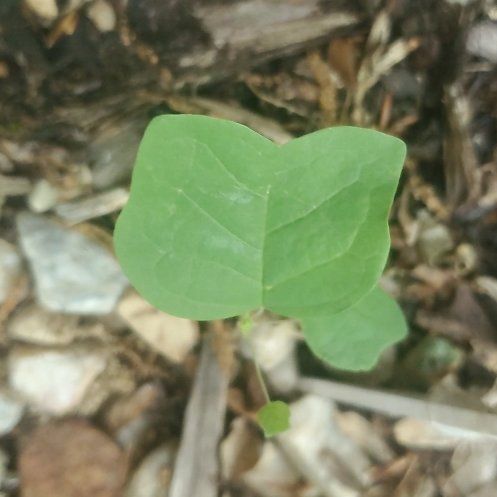 Photo of the plant species Tulip Poplar by @FaithfulRuby named Baesil on Greg, the plant care app