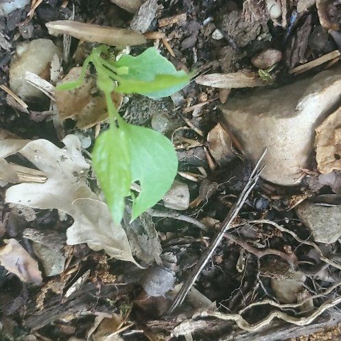 Photo of the plant species Heart Leaf by @FaithfulRuby named Rosa on Greg, the plant care app