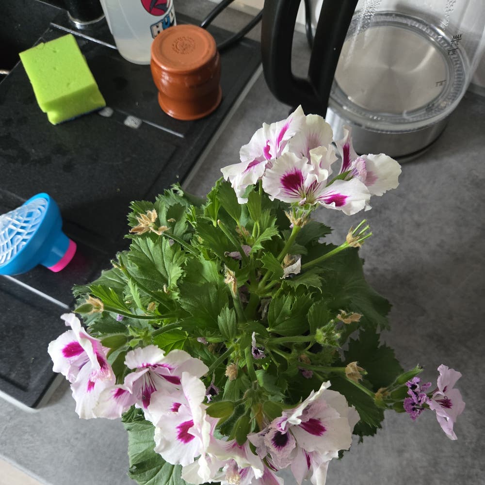 Pelargonium appendiculatum Plant Care: Water, Light Pelargonium appendiculatum Plant Care: Water, Light