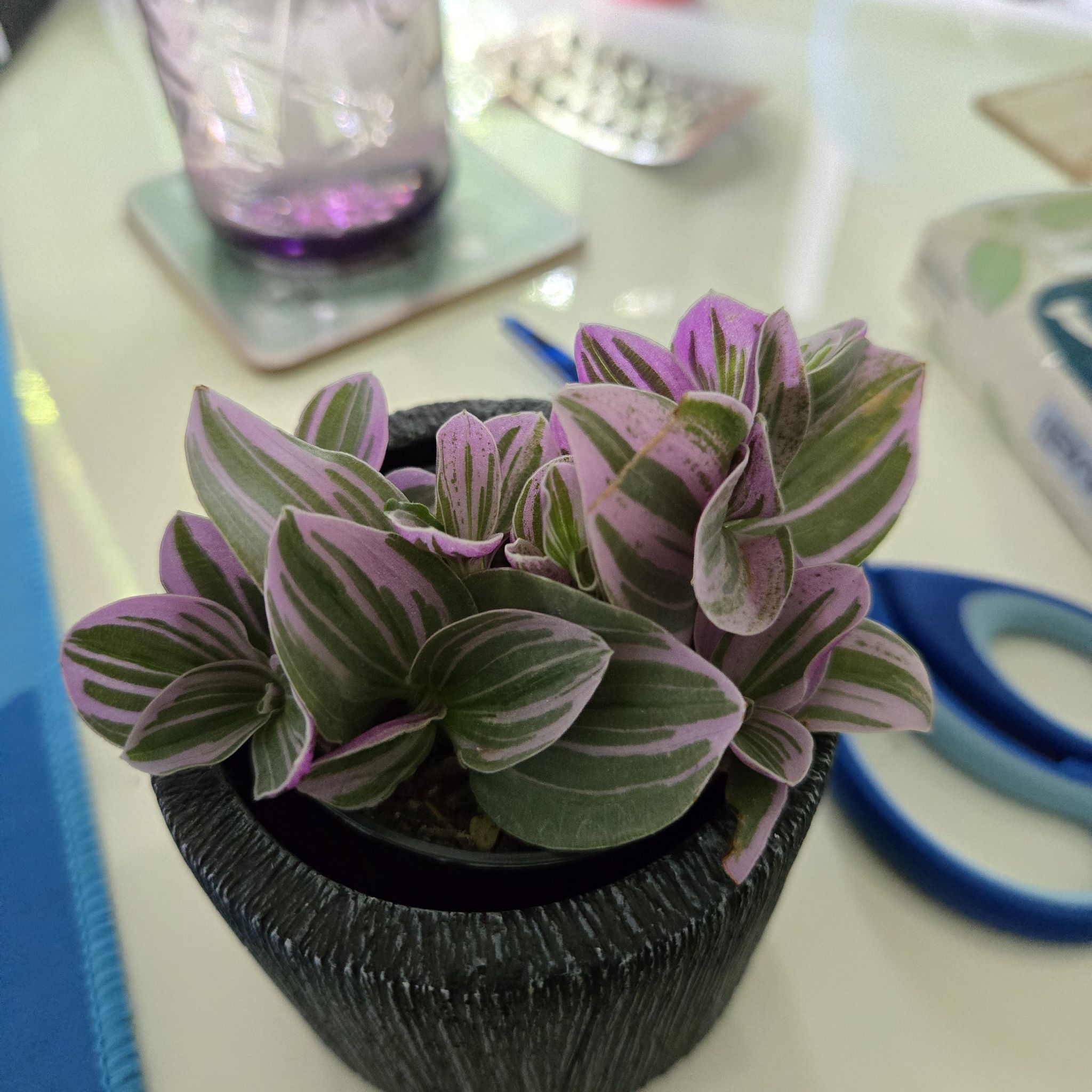 Photo of the plant species Sweet Sweetness by @PlantShark named Luna on Greg, the plant care app