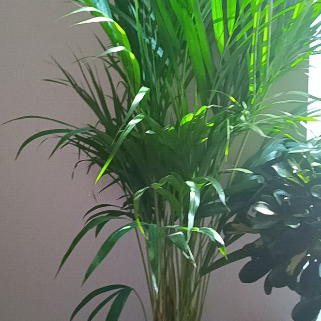 Photo of the plant species Dypsis lucens by @SelectFanpalm91 named Marilyn on Greg, the plant care app