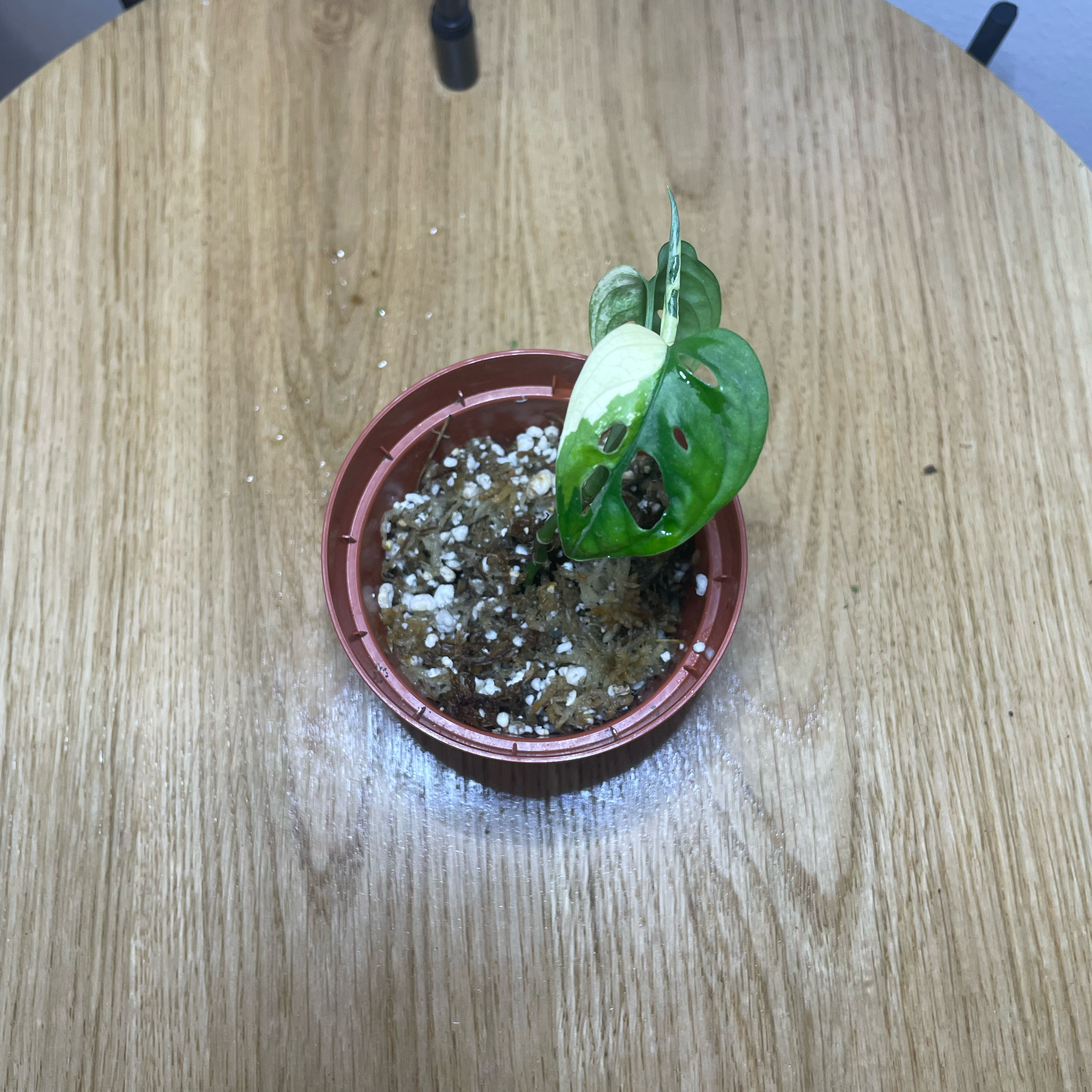 Photo of the plant species Monstera by @linnea named Coco on Greg, the plant care app