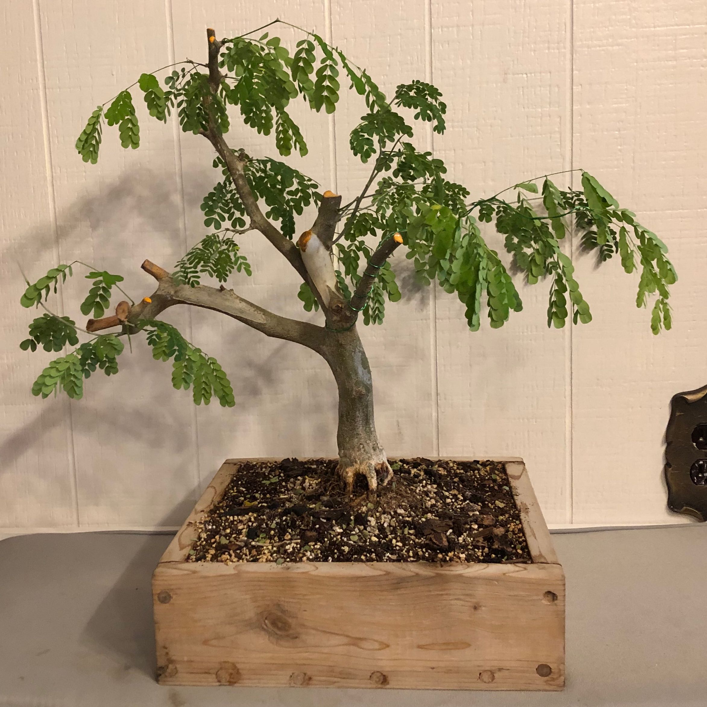 Photo of the plant species Brazillian Rain Tree by @Cahotae7 named Walt on Greg, the plant care app