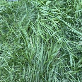 Photo of the plant species Perennial Ryegrass by @ZappyBalsam named Morgan Treeman on Greg, the plant care app