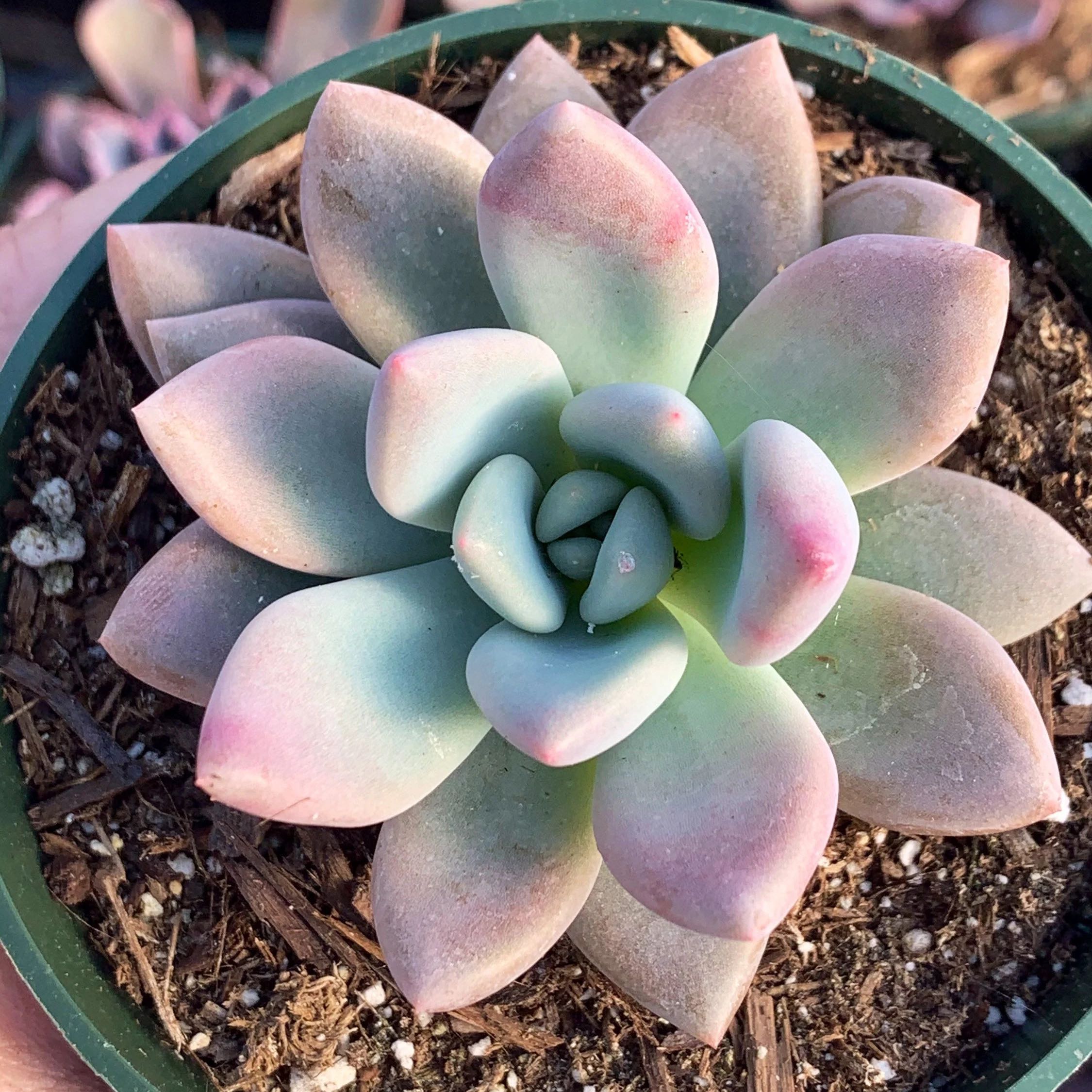 Photo of the plant species Graptoveria 'Opalina' by @FullIcarus55 named Scarlett on Greg, the plant care app