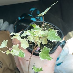 Photo of the plant species Yellow Ripple Ivy by @SuperSucc95 named Eva on Greg, the plant care app