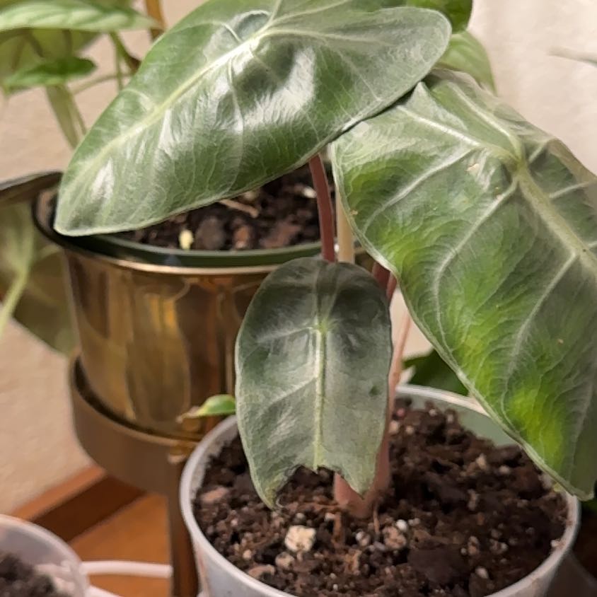 Photo of the plant species Alocasia Pink Dragon by @BuffNobleyarrow named Belladonna on Greg, the plant care app