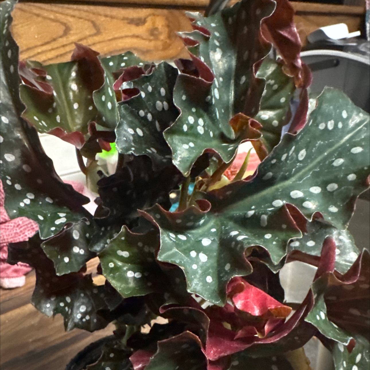 Photo of the plant species Begonia 'Black Forest' by @BuffNobleyarrow named Bella on Greg, the plant care app