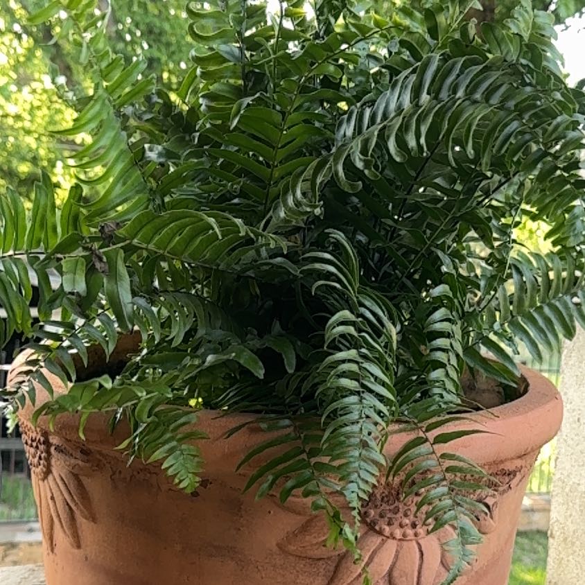 Photo of the plant species Fortune's Holly-Fern by @BrawnyHautree85 named Madonna on Greg, the plant care app