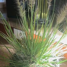 Photo of the plant species Fountain Grass 'Ginger Love' by @BrawnyHautree85 named Sanders on Greg, the plant care app