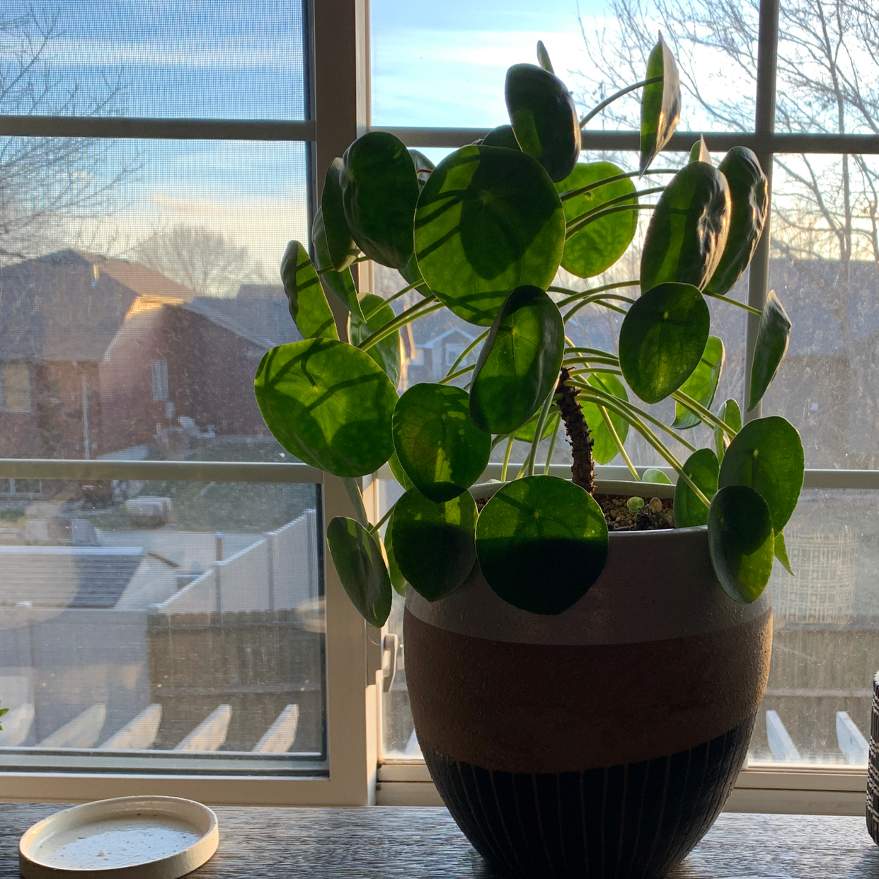 Chinese Money Plant plant photo by @rwags named Monkey 🤍 on Greg, the plant care app.