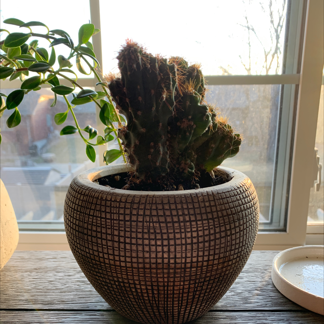 Potted Blue Columnar Cactus on a windowsill with another plant in the background.