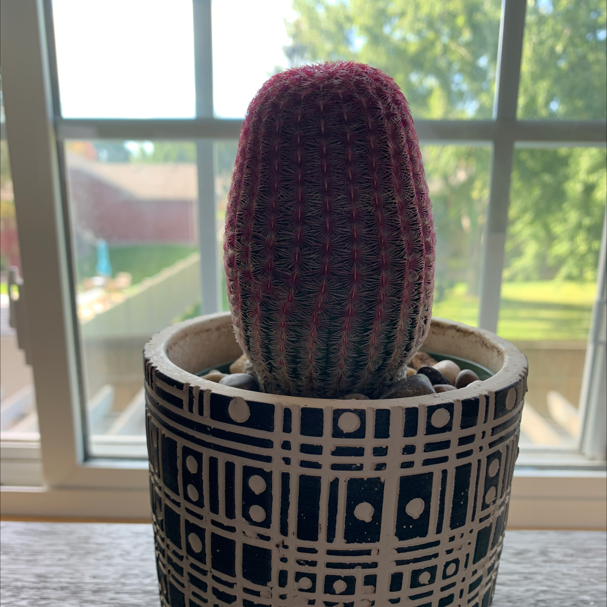 Arizona Rainbow Cactus in a decorative pot on a windowsill with a view of greenery outside.