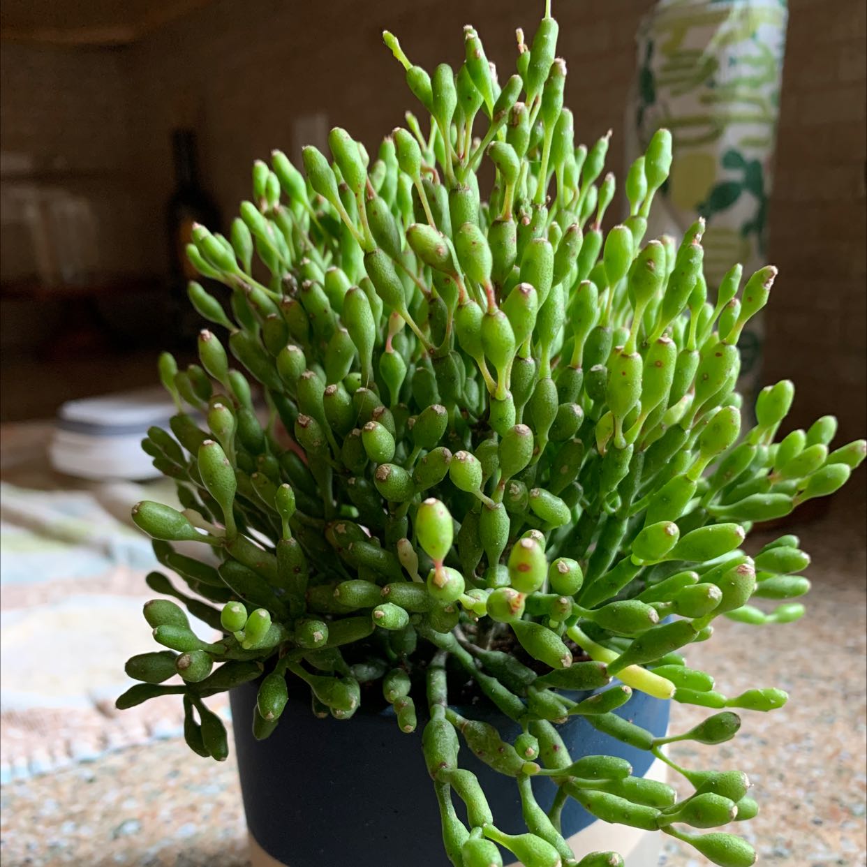 Healthy Dancing Bones plant with dense, green foliage in a black pot.