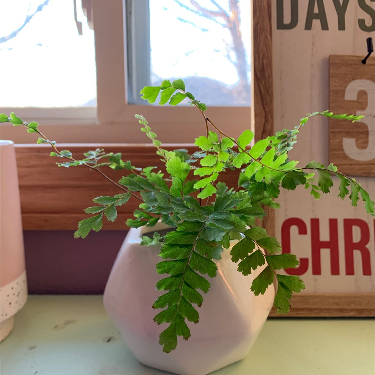 Pacific Maidenhair Fern in a white geometric pot placed indoors near a window.