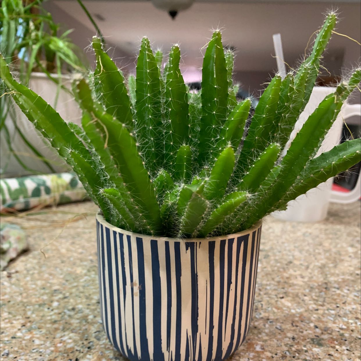 Night-Blooming Cereus plant in a decorative pot on a countertop.