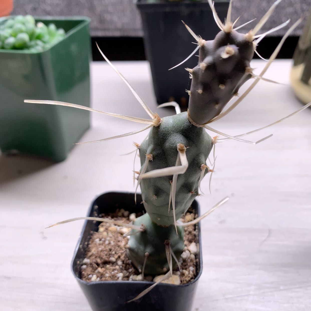 Paper Spine Cactus in a small pot with visible soil and long, thin spines.