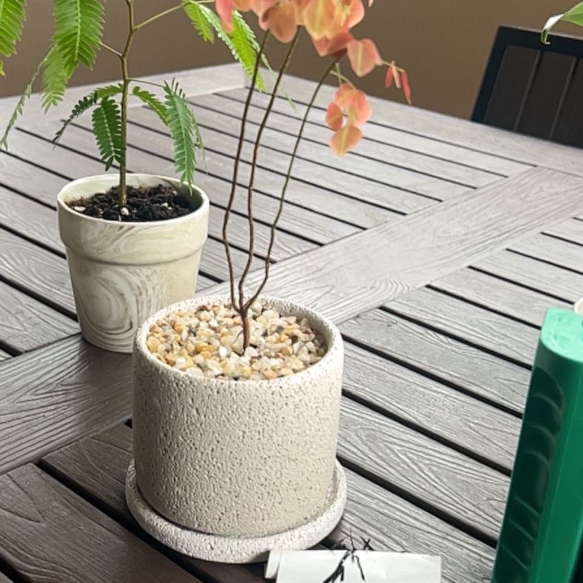 Photo of the plant species Rubra Oxalis by @SavvyTobacco26 named Diana on Greg, the plant care app
