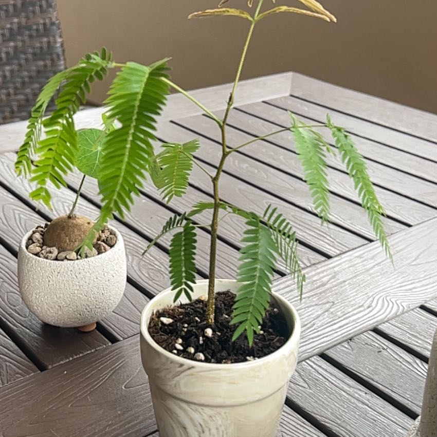 Photo of the plant species Everfresh Tree by @SavvyTobacco26 named Plato on Greg, the plant care app