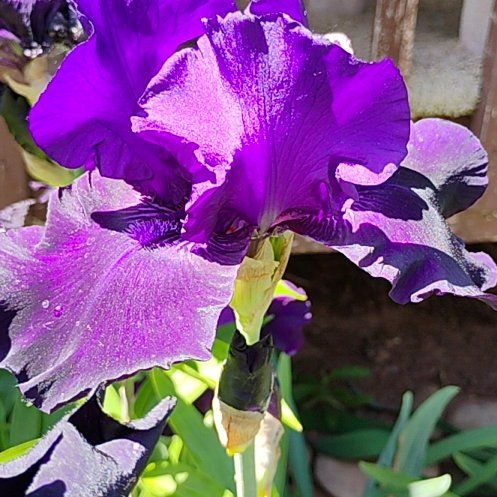 Photo of the plant species Dalmatian Iris by @JazzedFrogfruit named Muhammad Ali on Greg, the plant care app