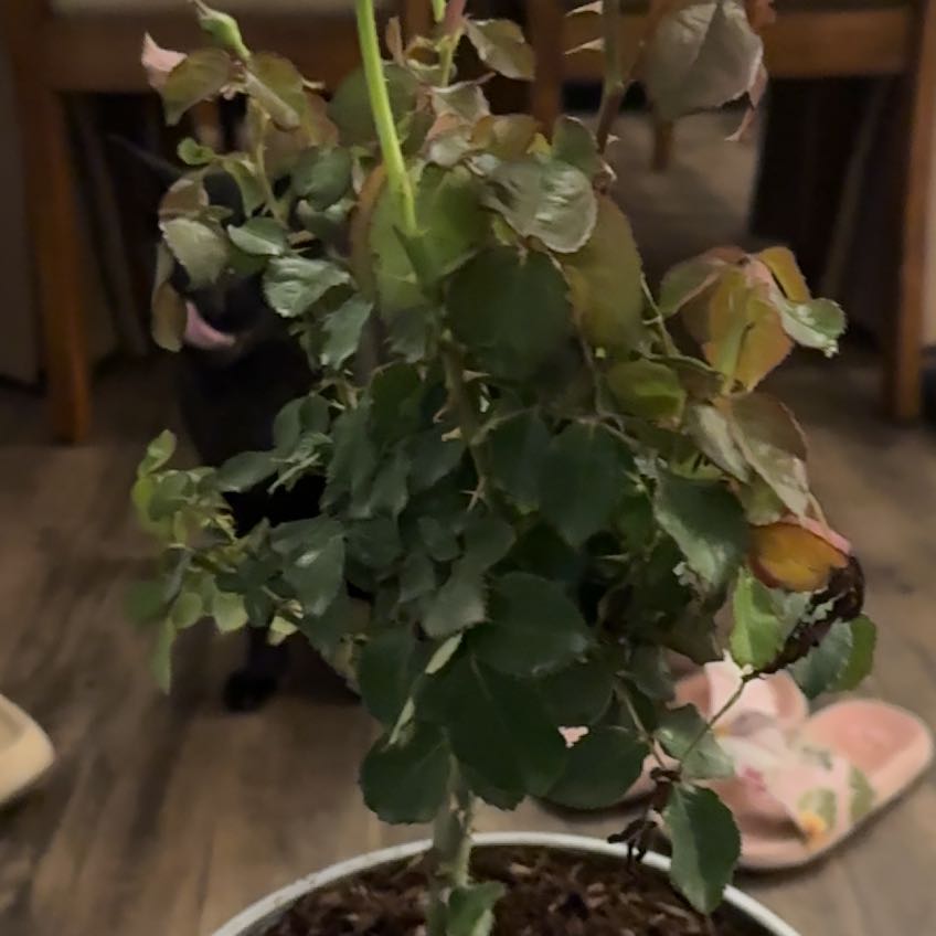 Photo of the plant species True Sincerity by @SensitiveTipa64 named Forrest on Greg, the plant care app