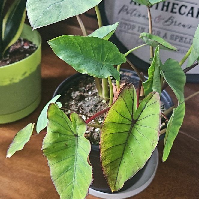 Photo of the plant species Colocasia Royal Hawaiian by @HotJonquil99 named Fernie Mac on Greg, the plant care app