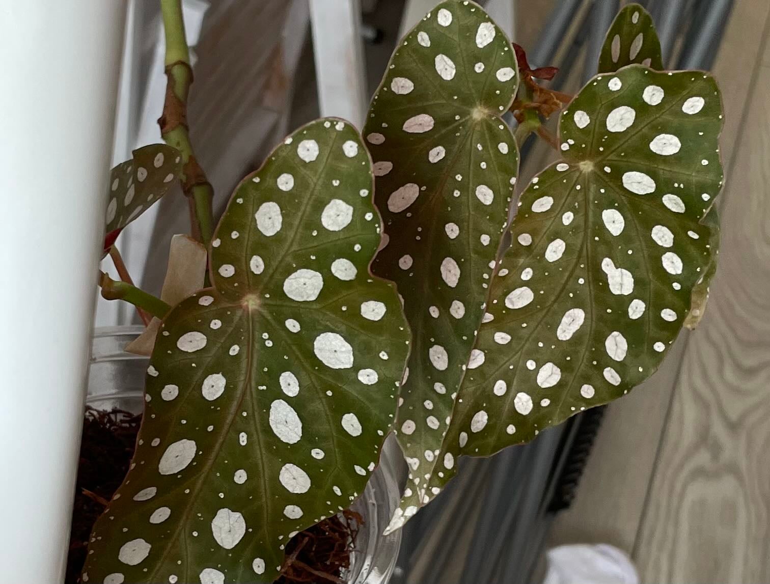 What to Do About Leaves Falling Over on Your Cane Begonia 🍂