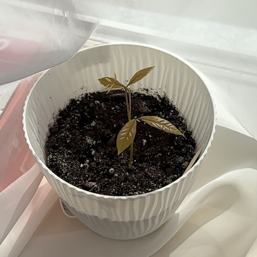 Photo of the plant species Longan by @IntegralRedmint named Hamilton on Greg, the plant care app