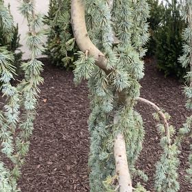 Photo of the plant species Atlas Cedar by @DearBigmuhly69 named Ulysses S Plant on Greg, the plant care app