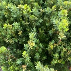 Photo of the plant species American Common Juniper by @DearBigmuhly69 named Austen on Greg, the plant care app