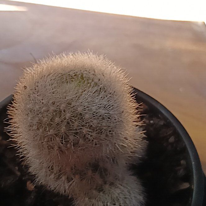 Photo of the plant species Orange Snowball by @SuaveFanmoss22 named Ruby on Greg, the plant care app