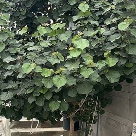 Photo of the plant species Sea Hibiscus by @AbleKanono73 named Mollie on Greg, the plant care app