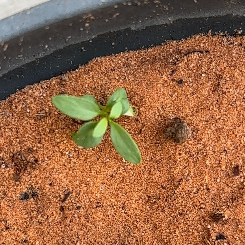 Photo of the plant species Northern Shorewort by @AbleKanono73 named Tolkien on Greg, the plant care app