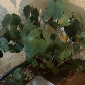 Photo of the plant species Sea Hibiscus by @AbleKanono73 named Apollo on Greg, the plant care app