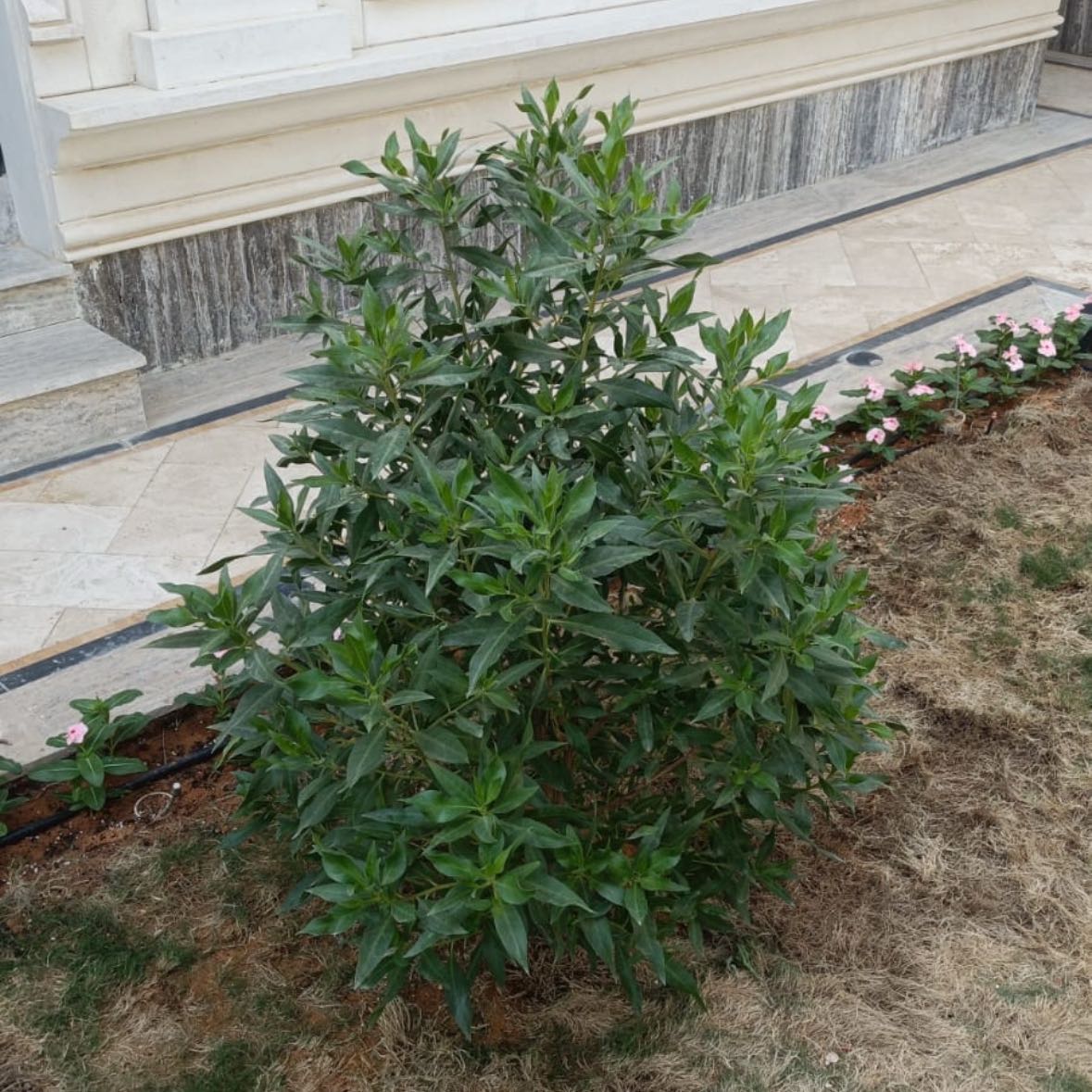 Photo of the plant species Mousehole Tree by @AbleKanono73 named Bella on Greg, the plant care app
