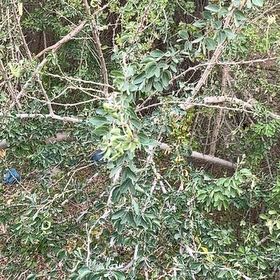 Photo of the plant species Pithecellobium Dulce by @AbleKanono73 named Doja Cat on Greg, the plant care app