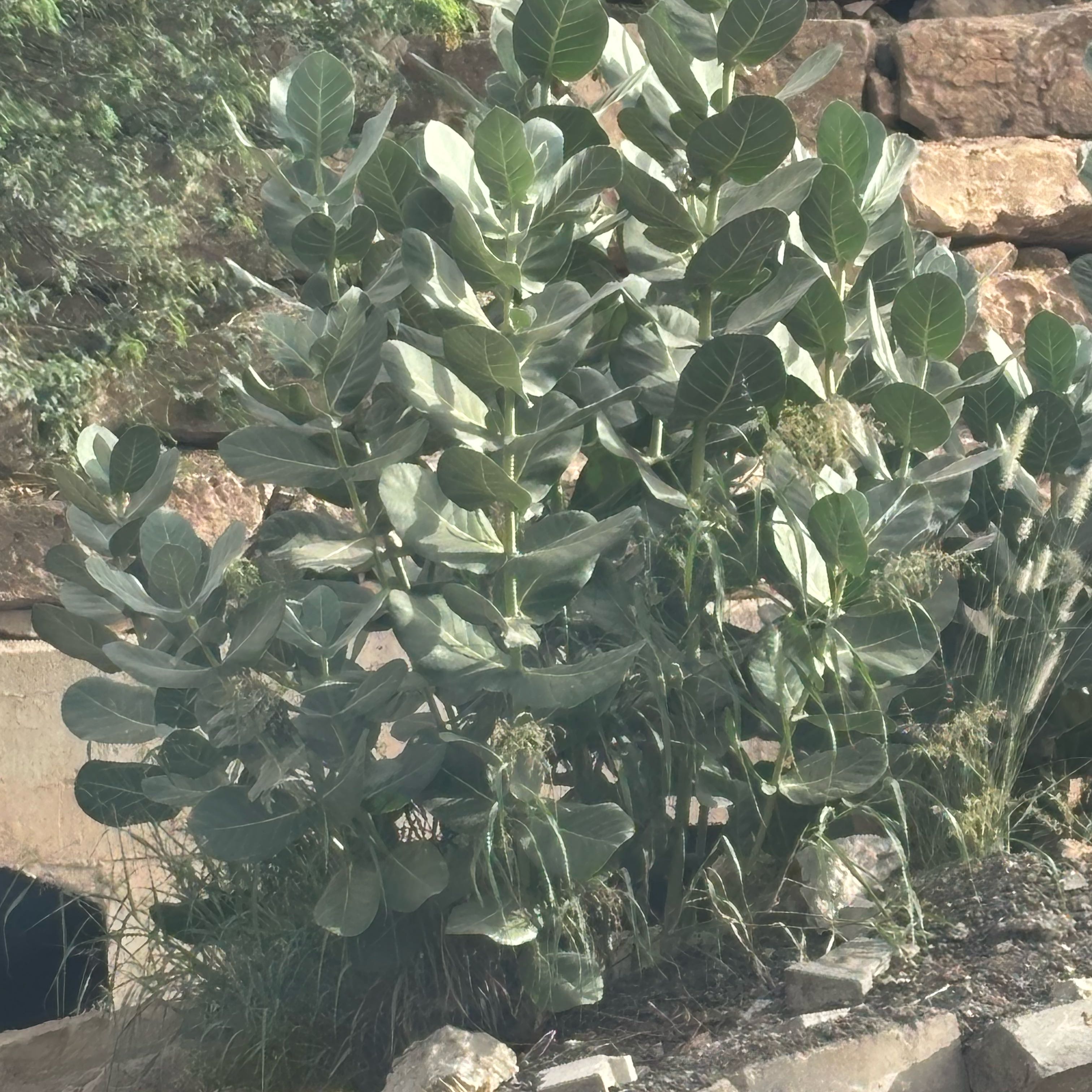 Photo of the plant species Sodom Apple by @AbleKanono73 named Xena on Greg, the plant care app