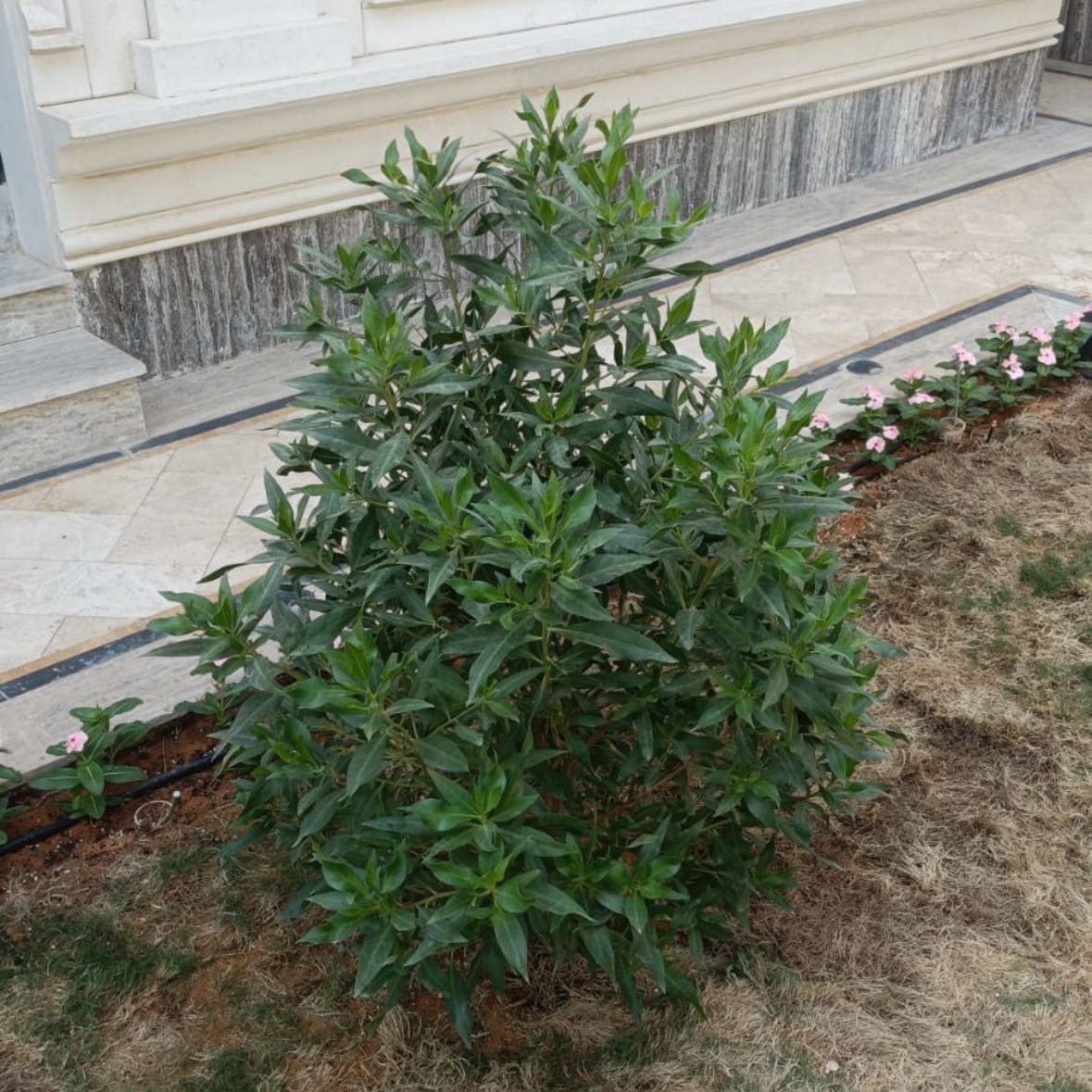 Photo of the plant species Oleander by @AbleKanono73 named Leonardo on Greg, the plant care app