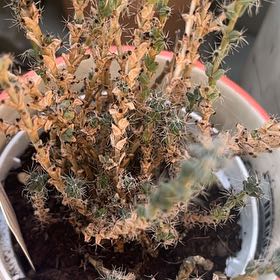 Photo of the plant species Peers' Trichodiadema by @ZappyButtonfern named Cleopatra on Greg, the plant care app