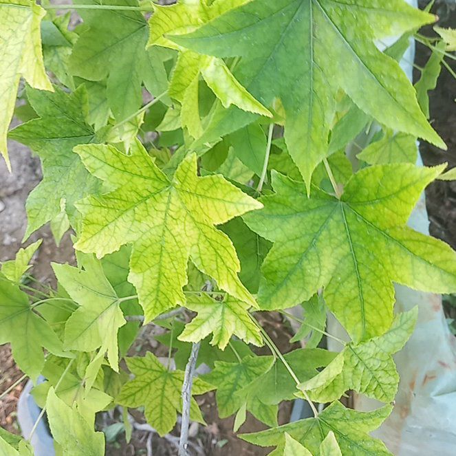 Photo of the plant species American Sweetgum by @BlessedRose52 named Eva on Greg, the plant care app