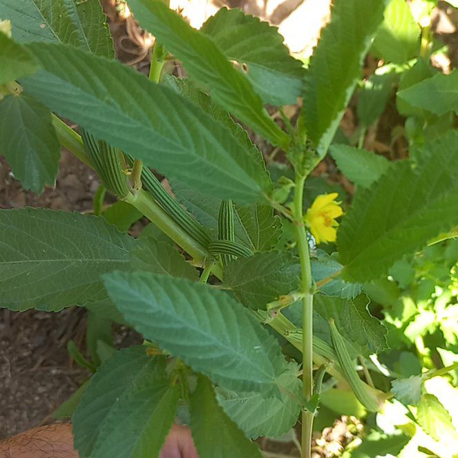Photo of the plant species Ramgoat Dashalong by @BlessedRose52 named Oscar on Greg, the plant care app
