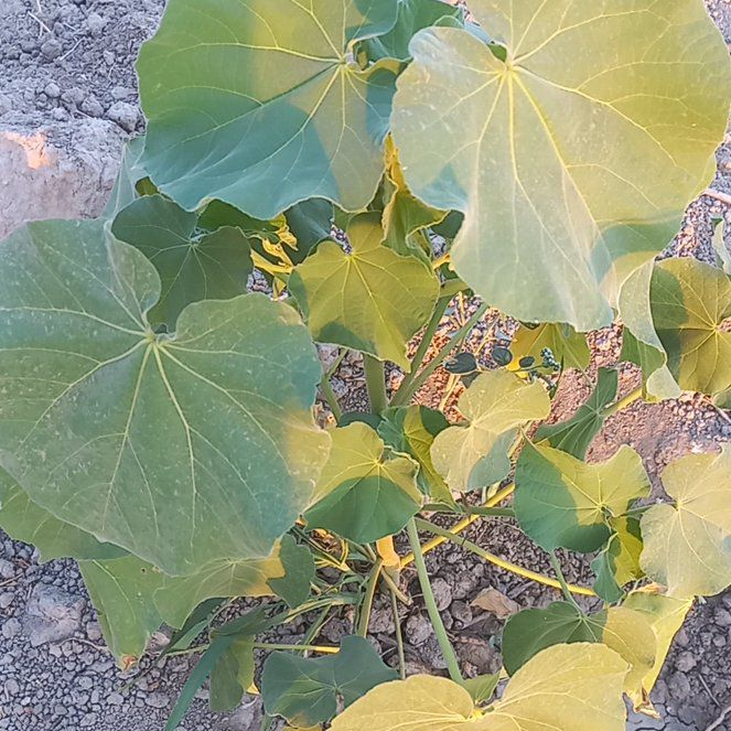 Photo of the plant species Sea Hibiscus by @BlessedRose52 named Forrest on Greg, the plant care app