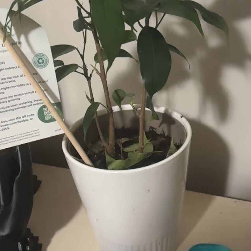 Photo of the plant species Ficus Beniamina by @WarmPepper26 named WALL·E on Greg, the plant care app