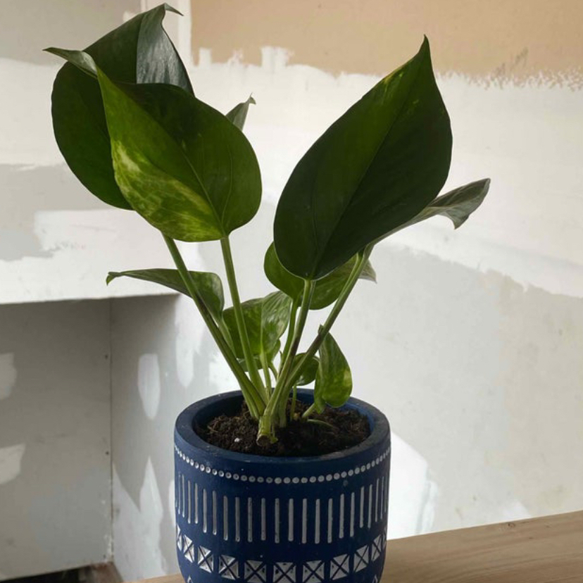 Photo of the plant species Hawaiian Peperomia by @SportDownyphlox named Orwell on Greg, the plant care app