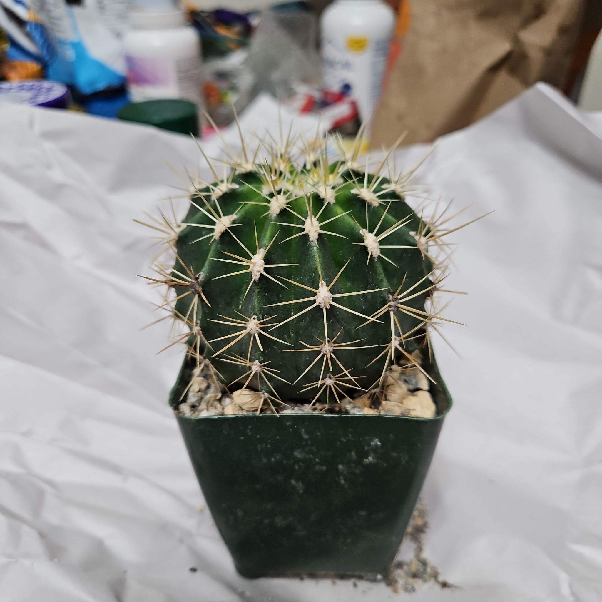 Photo of the plant species Schwarz's Barrel Cactus by @EntirelyRoselle named Ludwig on Greg, the plant care app